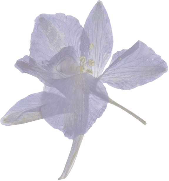 Flor Aplastada