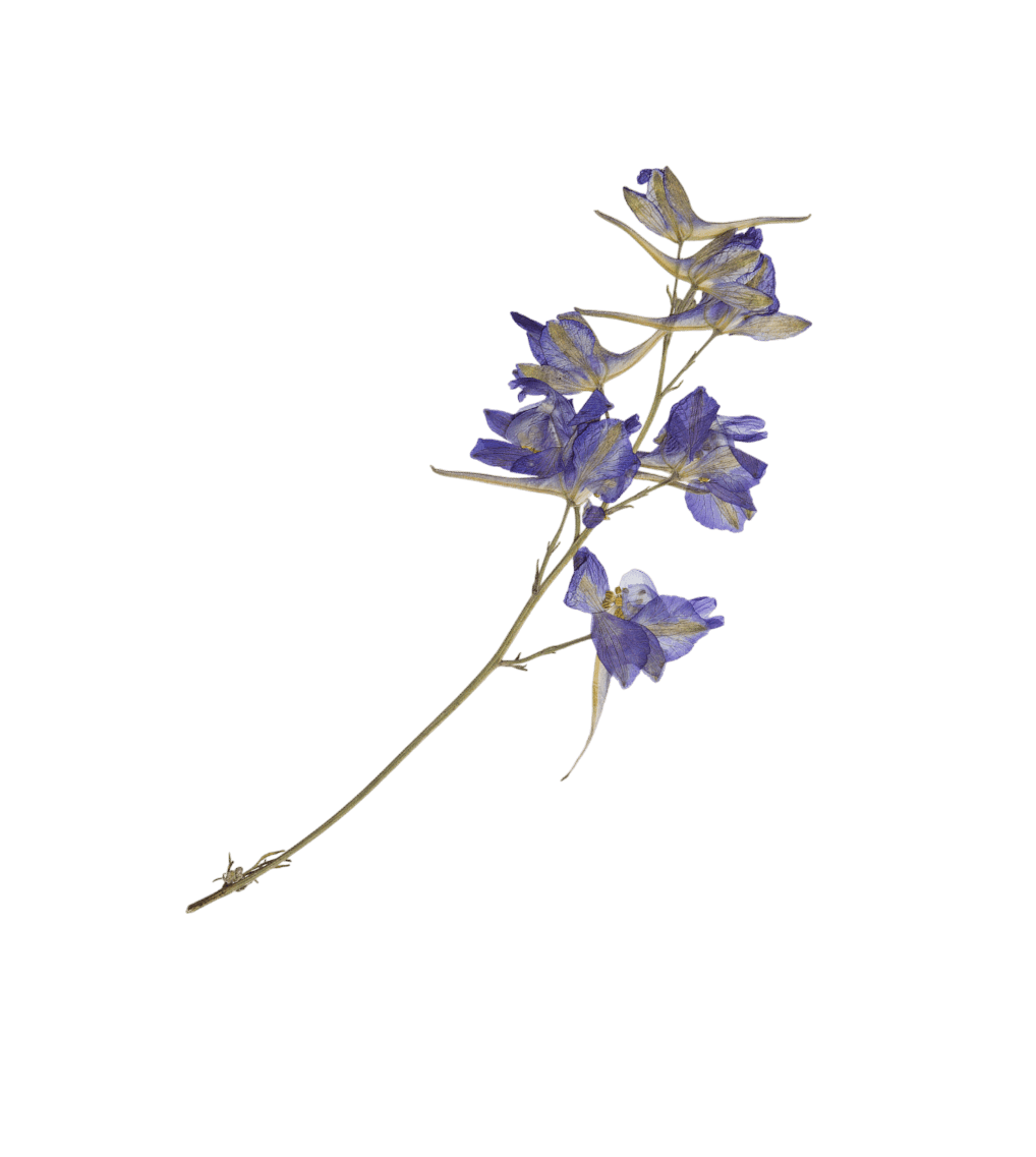 Flor Violeta